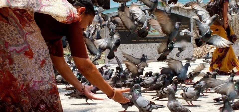 Unraveling the Principles of Non-Violence in Jainism: A Deep Dive.